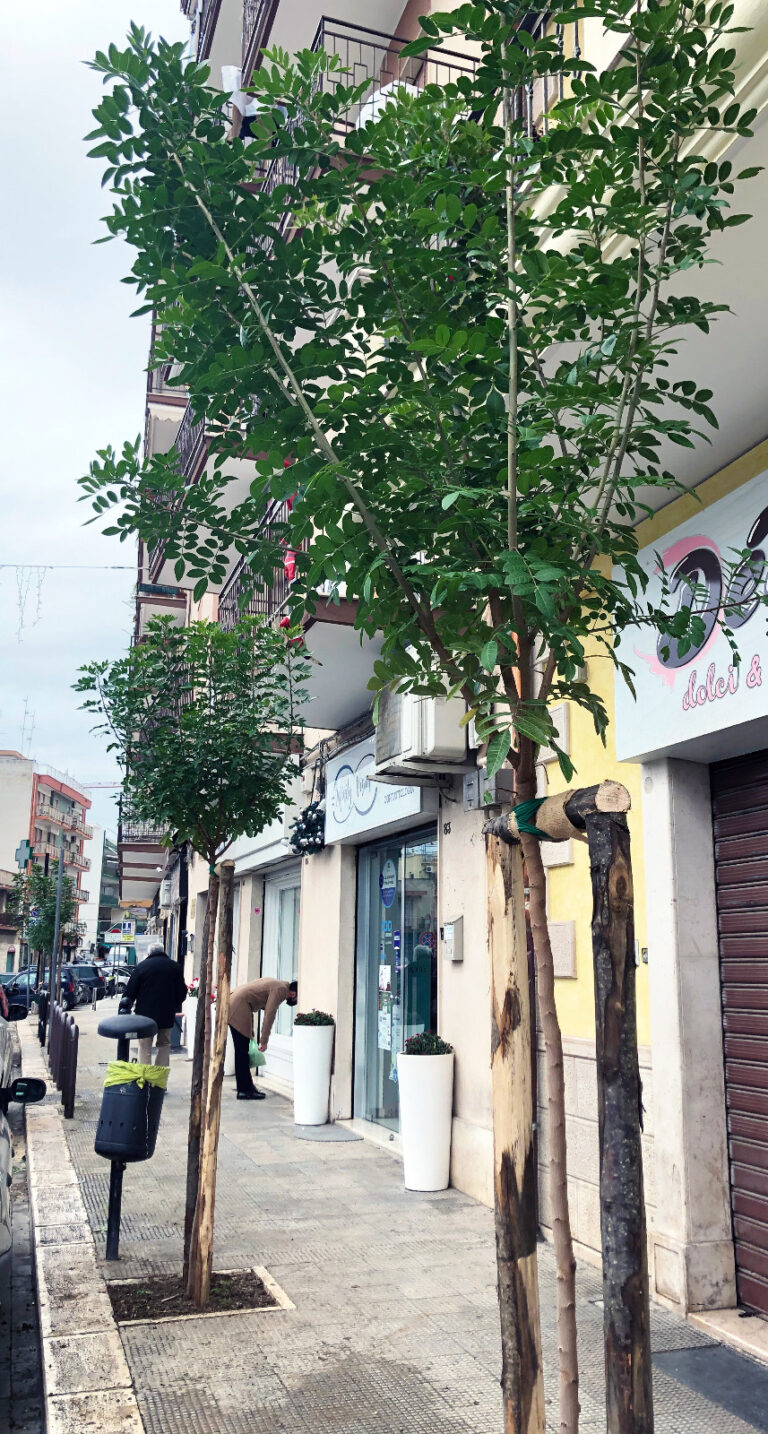 “101 Caffè”, il caffè che piace a Facebook dona alberi alla comunità capursese